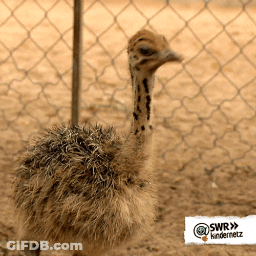 Cute Ostrich Hatchling Sipping Water GIF