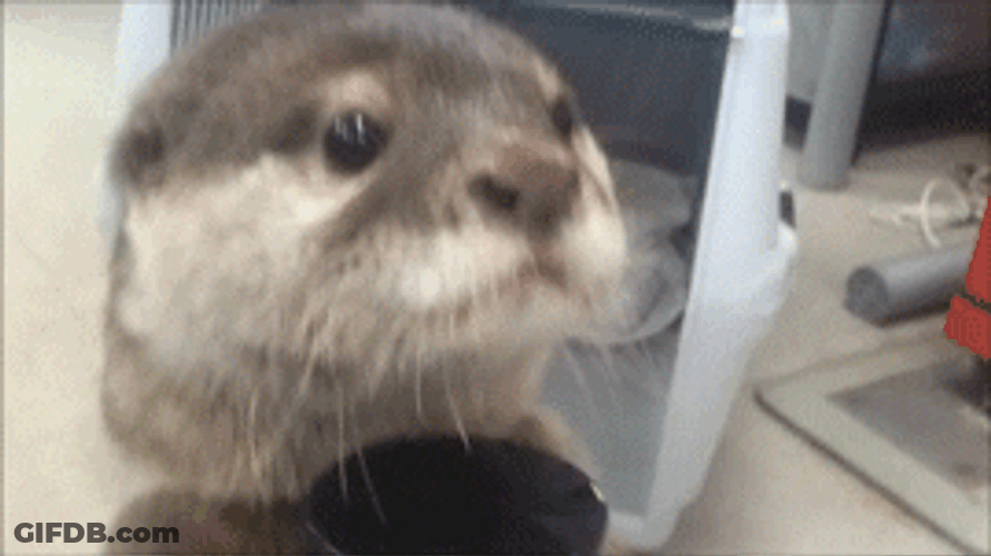 Cute Otter Looking GIF