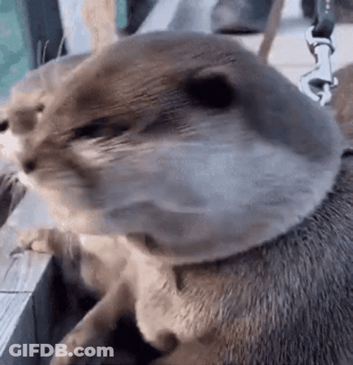 Cute Otter Surprised Reaction GIF