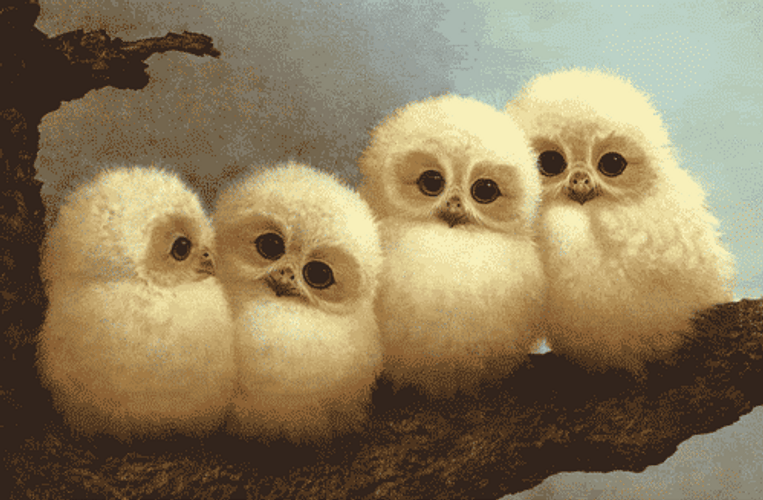 Cute Owl Family GIF
