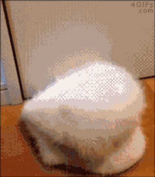 Cute Owl Hiding GIF