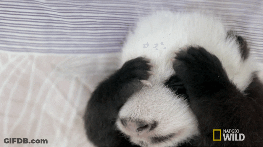 Cute Panda Having Headache GIF