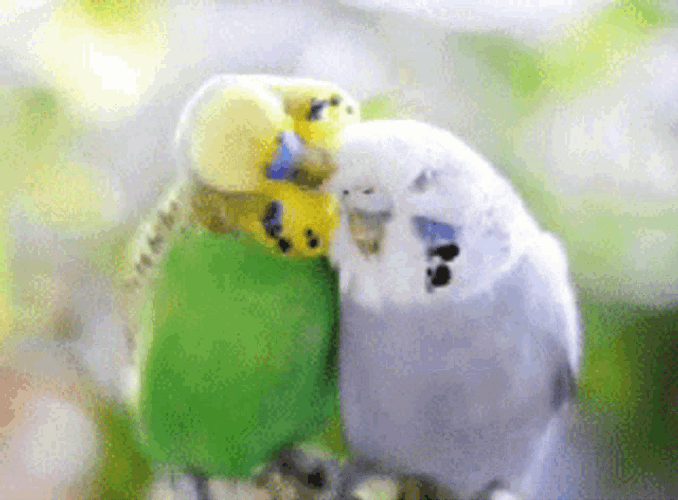 Cute Parakeets Bird Couple GIF