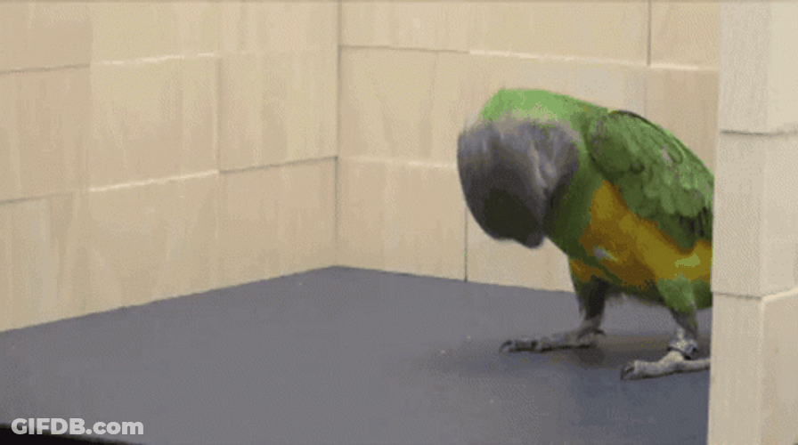 Cute Parrot Bird Flipping Over GIF