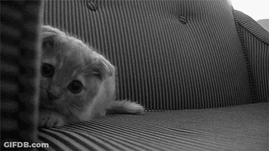 Cute Peeking Cat GIF