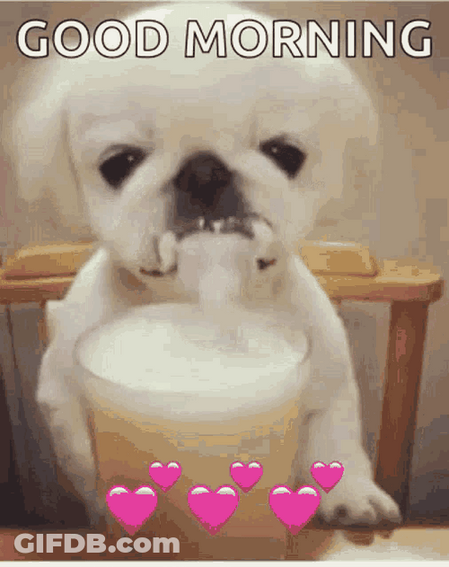 Cute Pekingese Drinking Milk Good Morning Puppy GIF