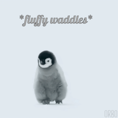 Cute Penguin Fluffy Waddle GIF