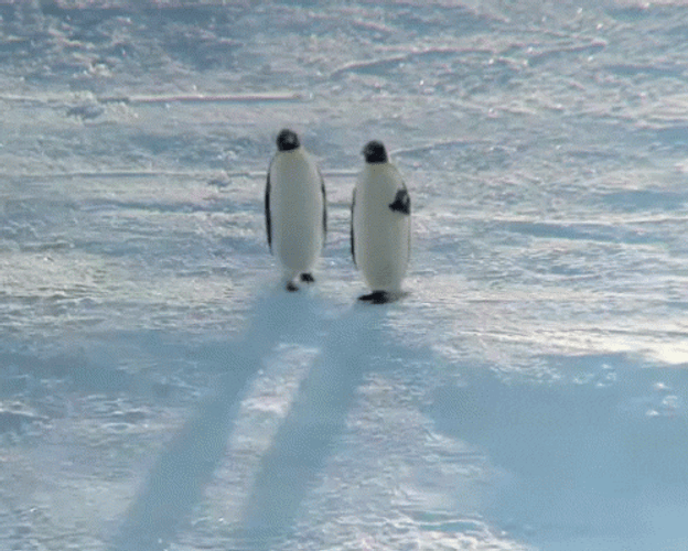 Cute Penguin Friends Waddles GIF