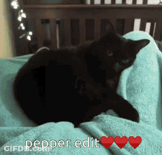 Cute Pepper Cat Edit GIF