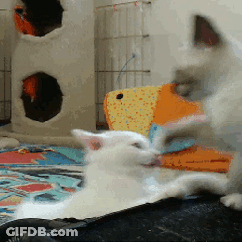 Cute Persian Cat Fighting GIF