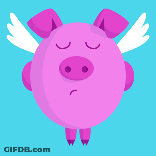Cute Pig Flies Chilling Mid Air GIF
