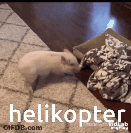 Cute Pig Helicopter Meme GIF