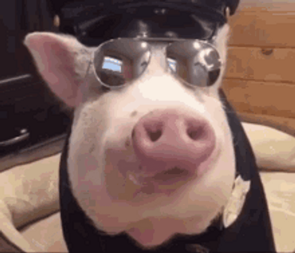 Cute Pig Police Uniform GIF