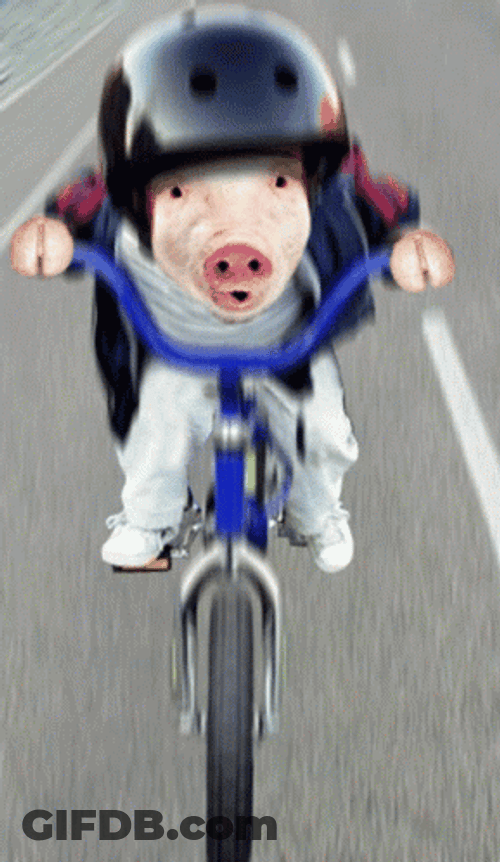 Cute Pig Sticker Riding Bicycle GIF