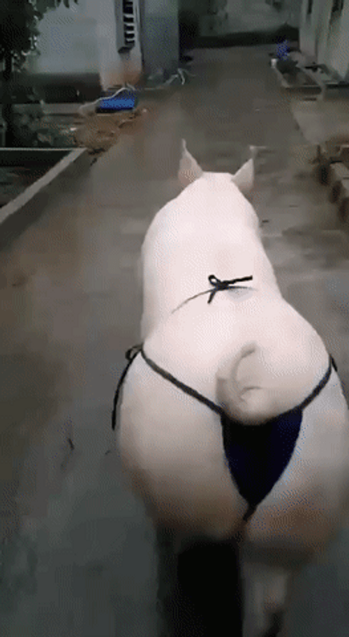 Cute Pig Wearing Bikini GIF