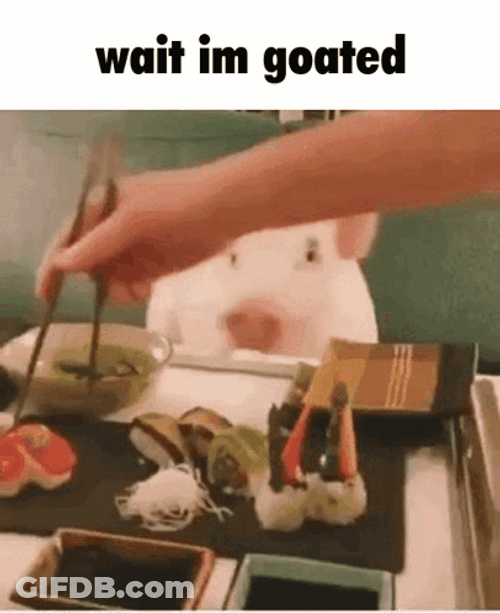 Cute Piggy Waits For Hibachi Meal GIF