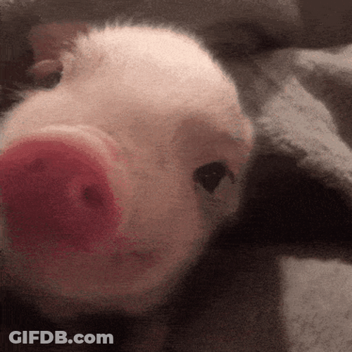 Cute Piglet GIF