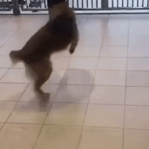 Cute Playful Dog Chasing Tail GIF