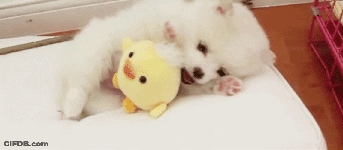 Cute Playing Pomeranian GIF