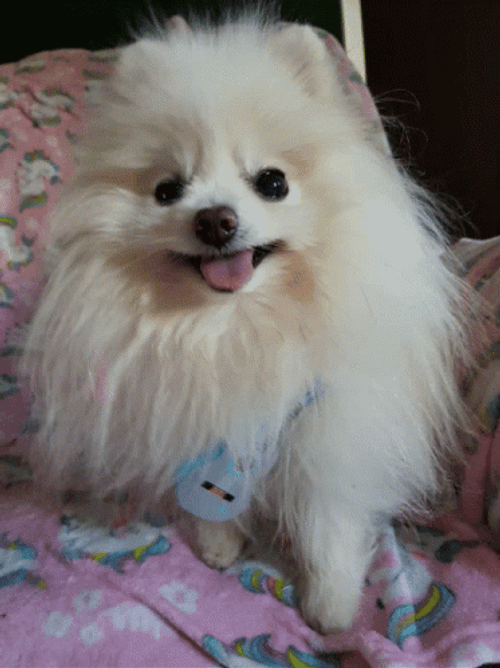 Cute Pomeranian And Winking Eyes GIF