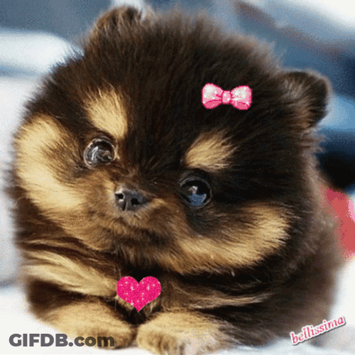 Cute Pomeranian Girl Puppy GIF