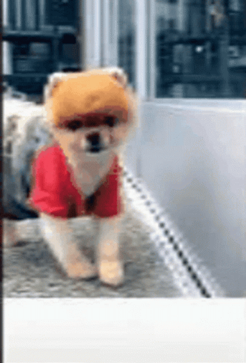 Cute Pomeranian Gymnastics GIF