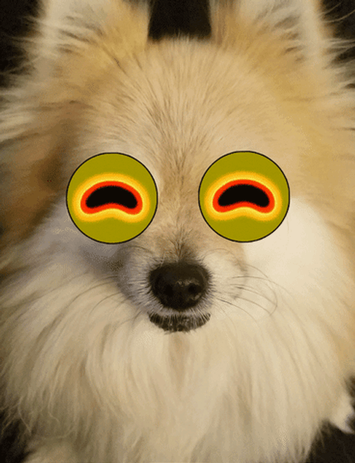 Cute Pomeranian Hypnotoad Eyes Meme GIF
