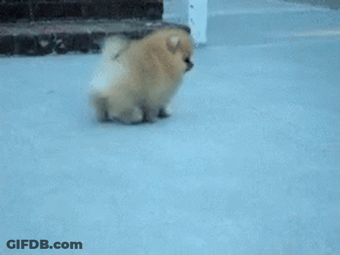 Cute Pomeranian Walking GIF