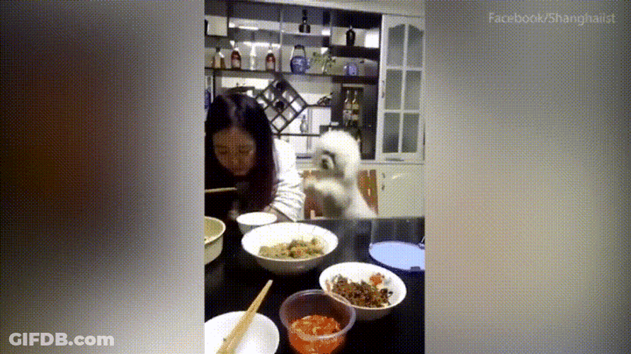 Cute Poodle Begging For Food GIF