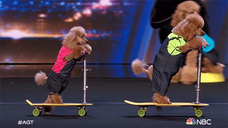 Cute Poodles Riding Scooter GIF