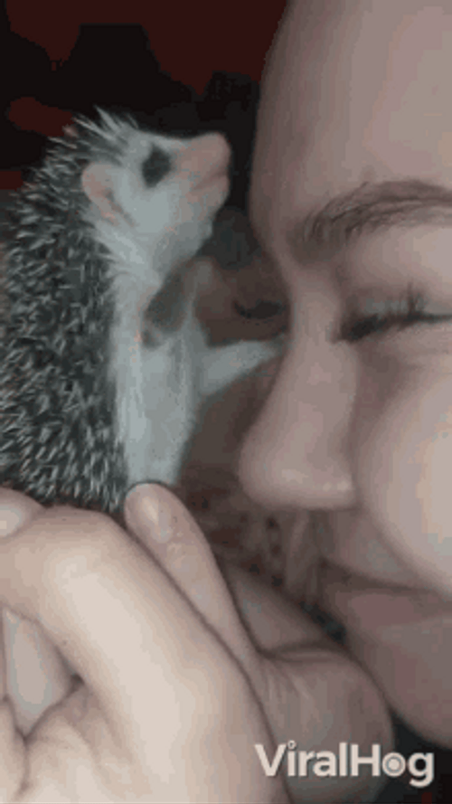Cute Porcupine Beso GIF