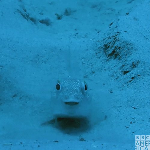 Cute Pufferfish Sand GIF
