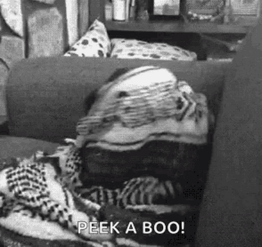 Cute Pug Dog Playing Peek A Boo GIF