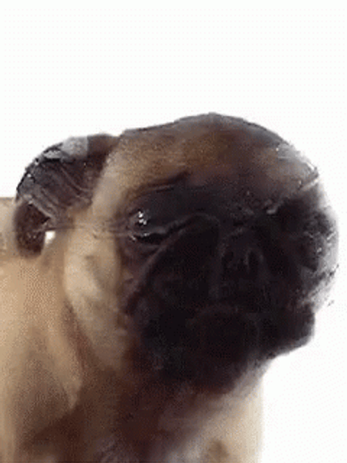 Cute Pug Dog Slurp GIF