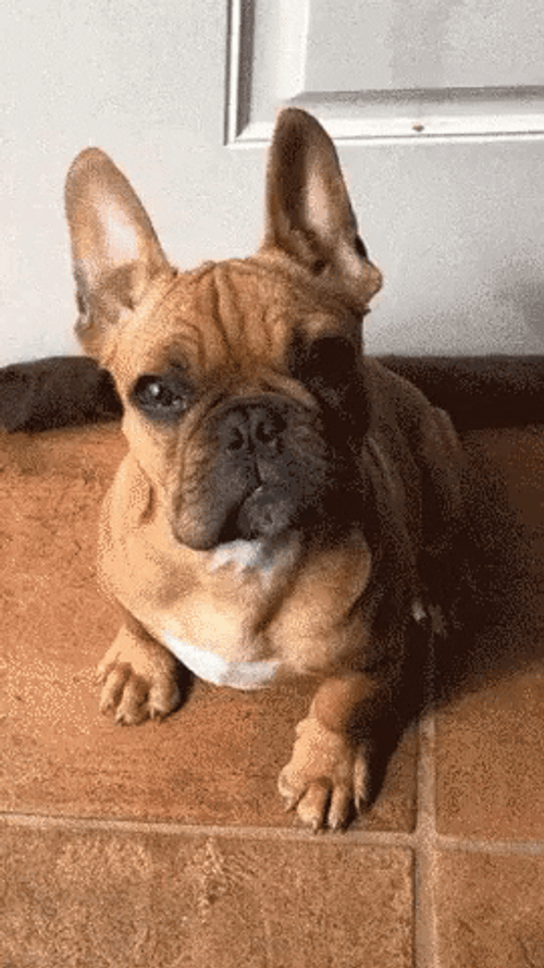 Cute Pug Dog Tilting Head GIF