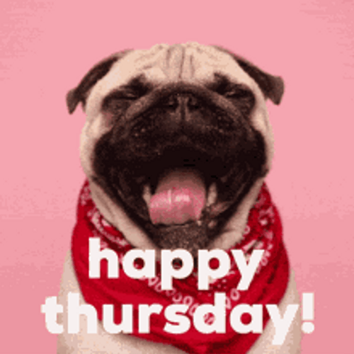 Cute Pug Dog Yawning Funny Thursday Greeting GIF