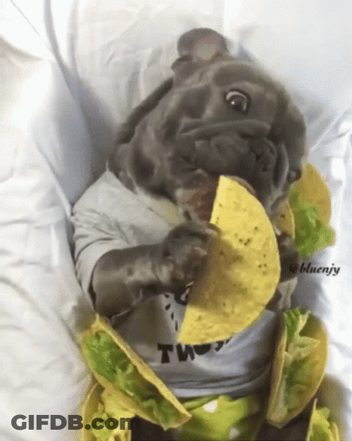 Cute Pug Eating Taco GIF