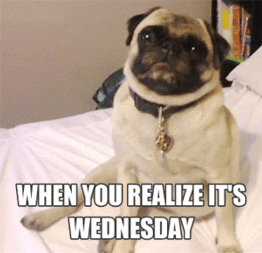 Cute Pug On Wednesday GIF