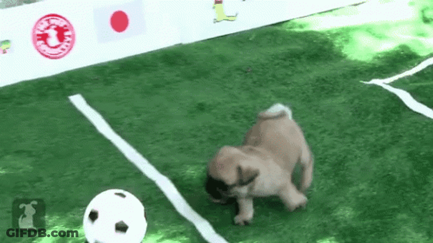 Cute Pugs Playing Soccer GIF