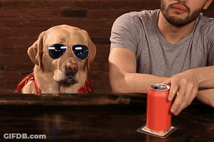 Cute Pup Chilling At The Bar GIF
