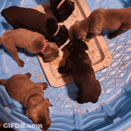 Cute Puppies Dogs Meme GIF