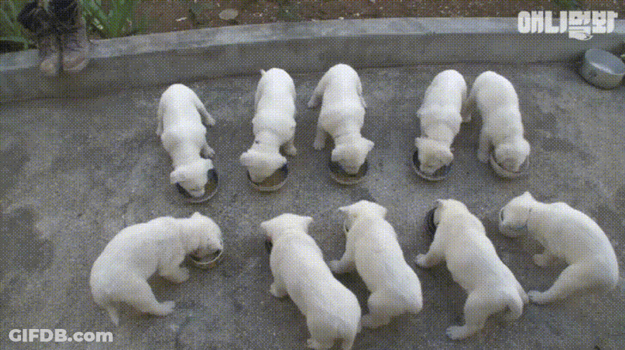 Cute Puppies Family Eating GIF