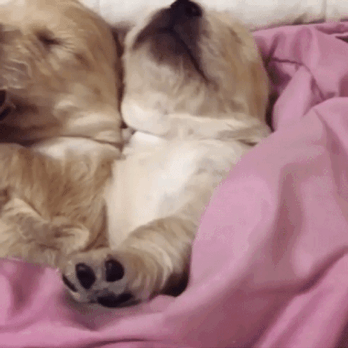 Cute Puppies Family Sleeping GIF