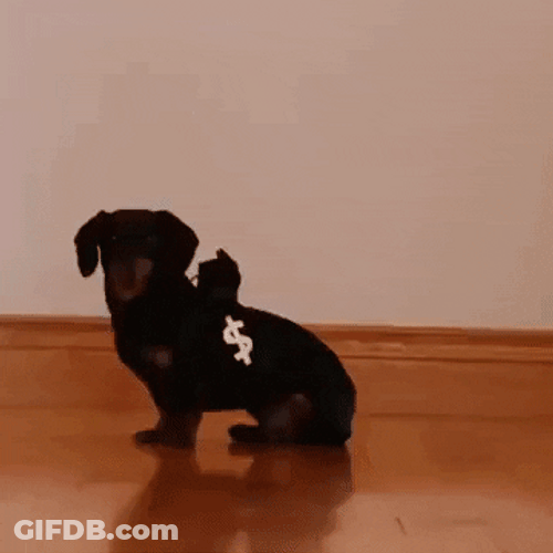 Cute Puppies Playing GIF