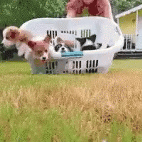 Cute Puppies Playing Running GIF