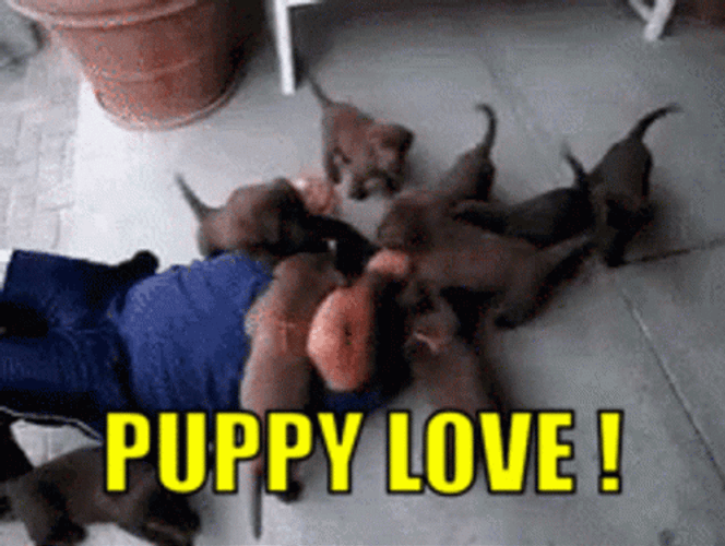 Cute Puppies Puppy Love GIF