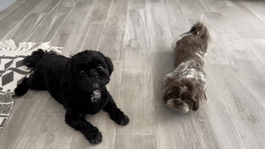 Cute Puppies Shih Tzu GIF