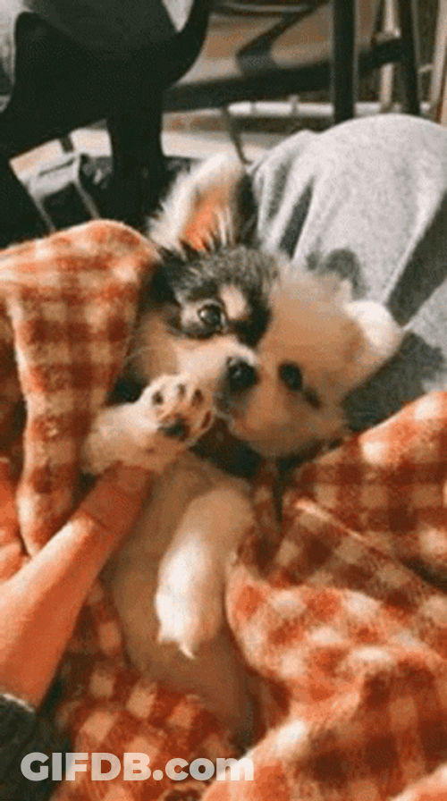 Cute Puppy Adorable Paws Play GIF