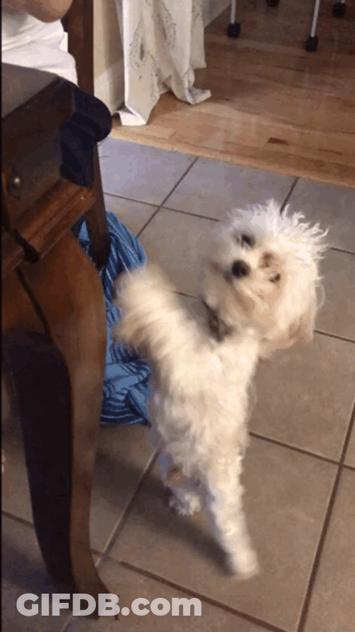Cute Puppy Begging GIF