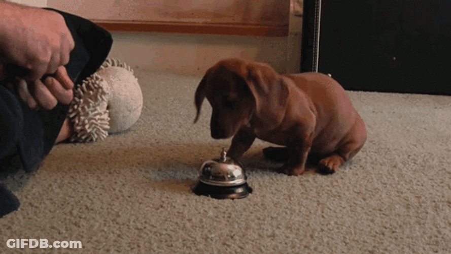 Cute Puppy Bell Ring Trick GIF